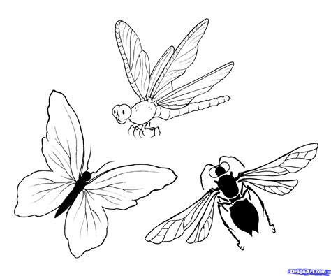 drawing insects