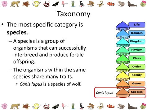 Taxonomy Powerpoint Slideshow Teaching Resources