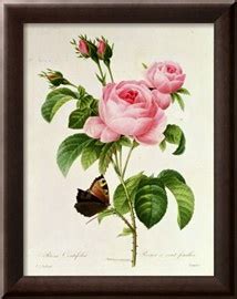 Rosa Centifolia Giclee Print Pierre Joseph Redout AllPosters