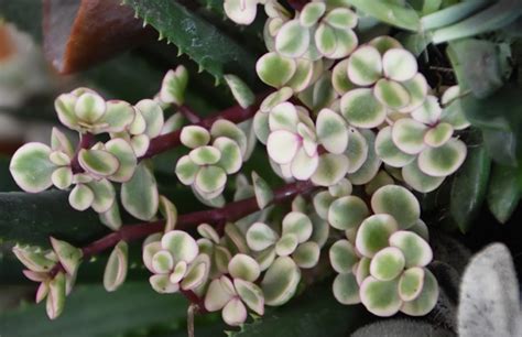 Variegated Elephant Bush - Guildford Garden Centre