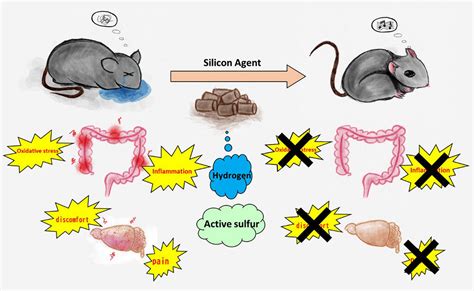 Sanken At Osaka University Generate A Silicon Based Agent That Improves