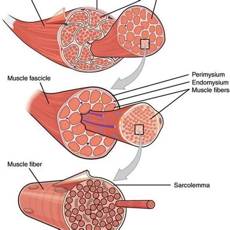 Muscle Layers Muscles Of Back Deep Layers Biological Science Picture