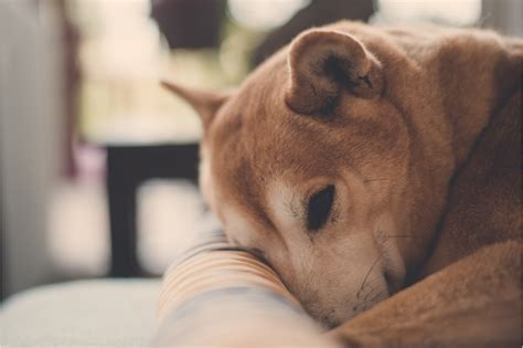 Shiba inu características cuidados preço e curiosidades Guia Animal