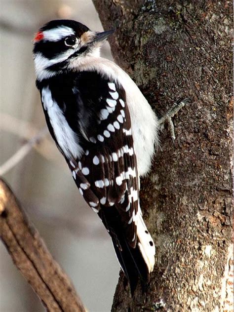 Woodpecker, Downy*** | Chicago Botanic Garden