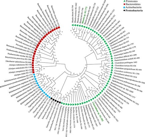 Neighbor Joining Tree Of The Full Length 16s Rrna Gene Sequences Of 102