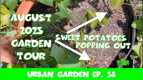 August Garden Tour Garden Update Zone B Urban Garden Ep