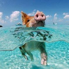 pig beach – Caribbean Blog