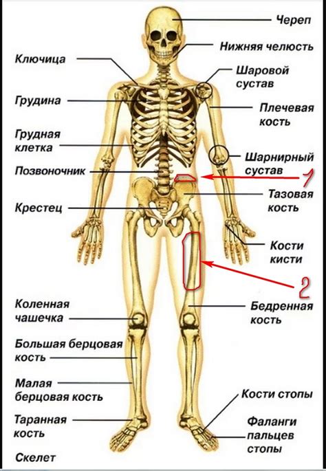 Строение скелета человека фото с надписями спереди