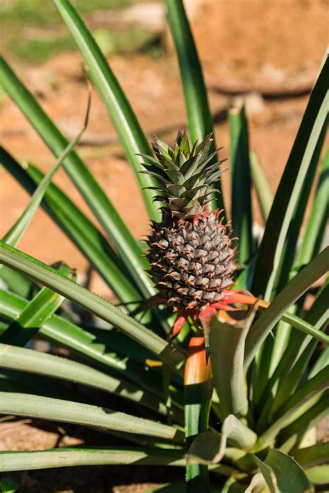 Pineapple Tree View Stock Photo At Vecteezy