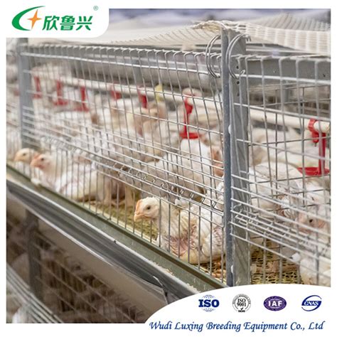 Broilers Cage System Automatic Chicken Poultry Farming 3 Tiers 4 Tiers