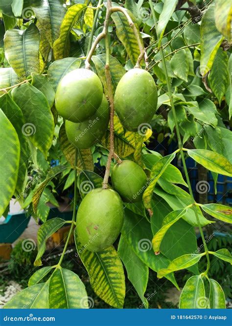 Ambarella Fruit on the Tree Stock Photo - Image of branch, tree: 181642570