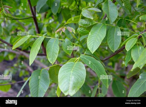 Walnut tree leaves hi-res stock photography and images - Alamy