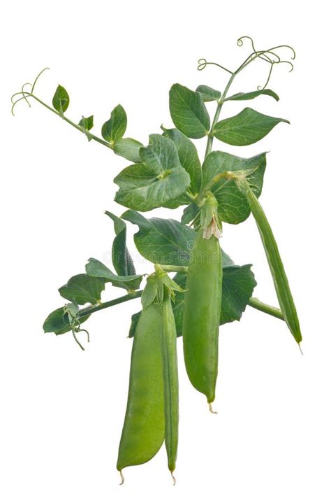 Four Green Pea Pods With Leaves On White Stock Photo Image Of Macro