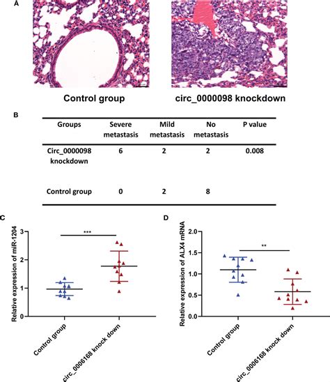 Frontiers Circular RNA Circ 0000098 Elevates ALX4 Expression Via