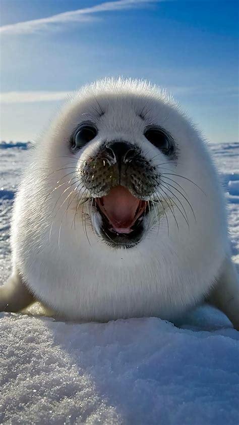 This Adorable Seal Pup Reyebleach