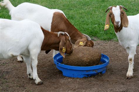 Goat Health Products