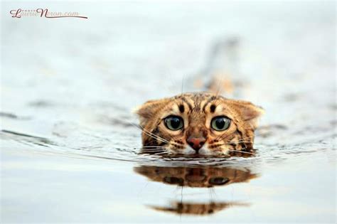 Swimming Bengal Cat Cats Pinterest Swimming And Cat