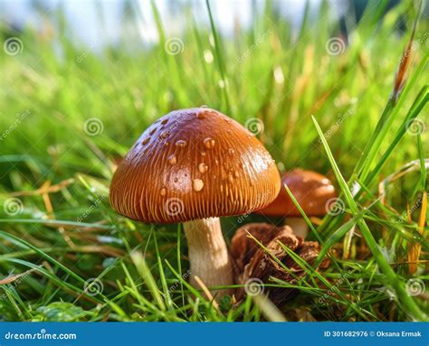 Lactarius Resimus Or Milk Mushroom In Green Grass Mushroom Hunting Or Gathering Wild Mushrooms