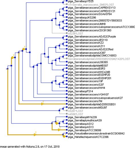 Pruned Reconciled Rooted Rearranged Species Tree Showing The Possible