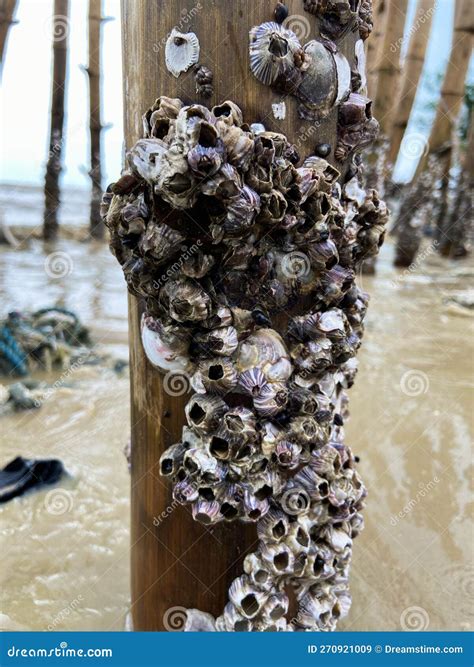 Closeup Of Acorn Barnacles Semibalanus Balanoides Stock Image Image