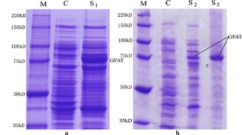 Heterologous Expression And Partial Purification Of V Volvacea Gfat