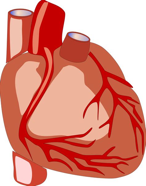 Clipart - Human heart