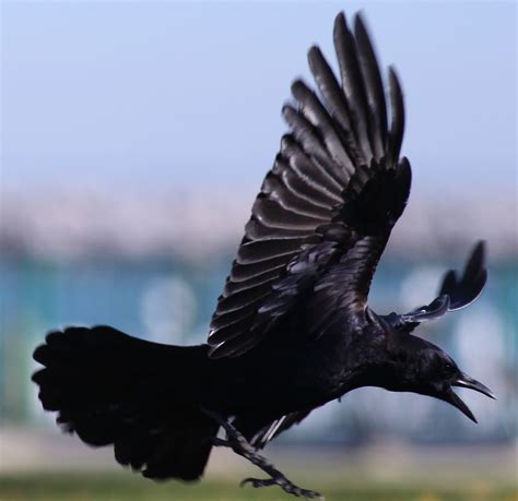 Crow Fighting Birdspazz Sightings Photography And Bird Crow