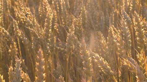 Campo De Trigo Las Orejas De Trigo Dorado Se Cierran Imagen De Archivo