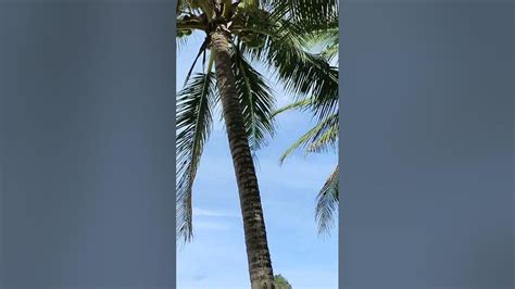 Baler Aurora Youtube