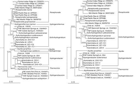 Neighbor Joining Phylogram Showing The Interrelationships Of