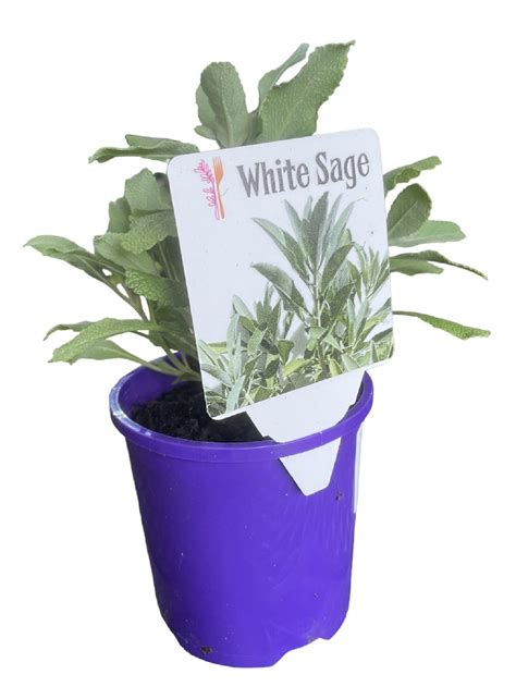 White Sage Salvia Apiana The Garden Feast