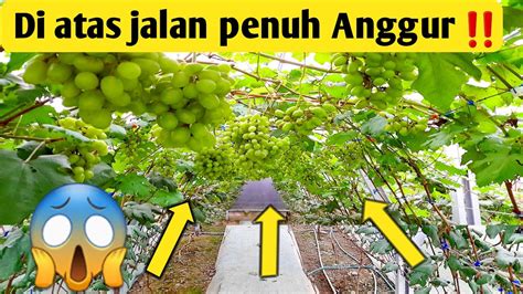 Update Anggur Bulan Setelah Pangkas Pembuahan Youtube