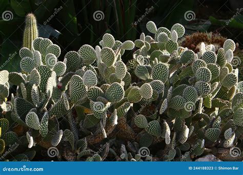 Cactus Grandes E Espinhosos Imagem De Stock Imagem De Cresce