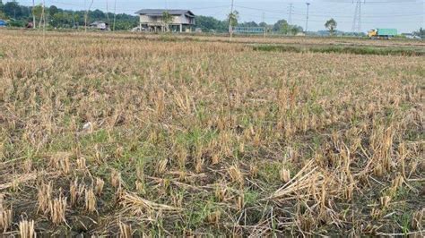 Imbas Musim Kemarau Petani Padi Di Persawahan Namang Bangka Tengah