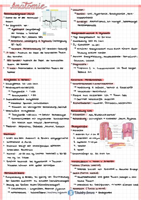 Anatomie Und Physiologie Zusammenfassung Studocu Medical