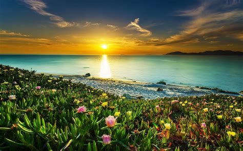 Online crop | pink petaled flower, landscape, nature, beach, sunset HD ...