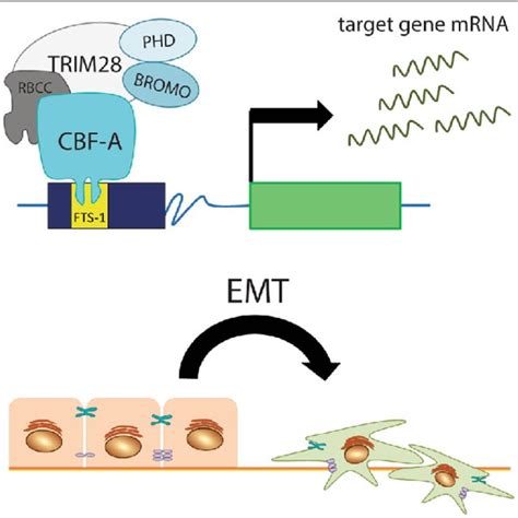 TRIM28 Is Recruited To The Genome By KRAB ZNF Transcription Factors To