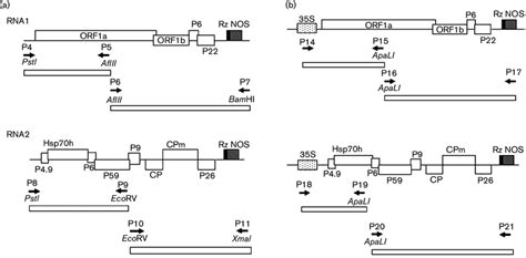 Schematic Representation Of The Construction Of Full Length CDNA Clones