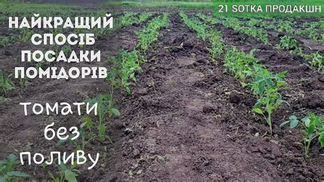 Найкращий спосіб посадки помідорів. Томати без поливу. #помідори #томат ...