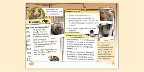 Guinea Pig Fact File Twinkl Ks1 Teacher Made Twinkl