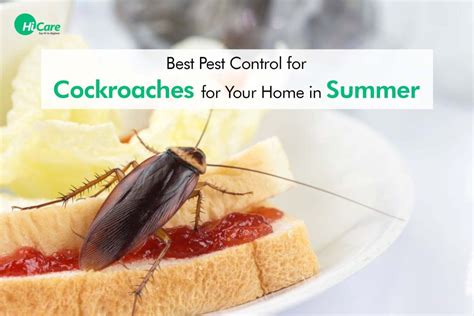 Best Tips To Control Cockroach In Summer At Your Home Hicare