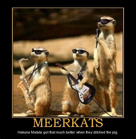 Funny Meerkat Quotes - ShortQuotes.cc