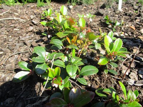 Gaultheria procumbens | QJURE.com