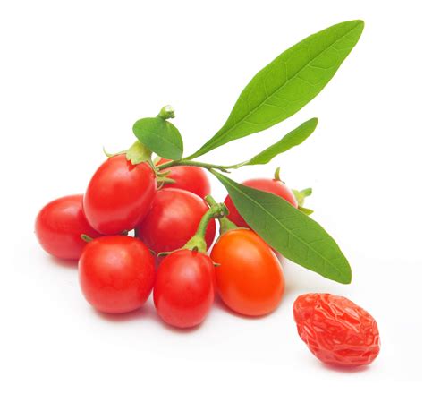 110 Goji Berry Seeds Lycium Chinense Easy To Grow Heavy Fruit Producer