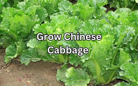 Grow Chinese Cabbage Tips Tricks For A Great Harvest Simplify Gardening