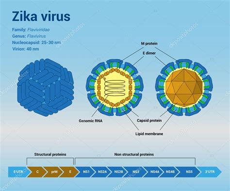 Estructura Del Virus