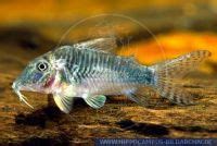 Corydoras Amapaensis Cf Alias Corydoras Catfish Hippocampus Bildarchiv