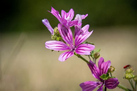 Bunga Kelopak Malva Pengabaian Foto Gratis Di Pixabay