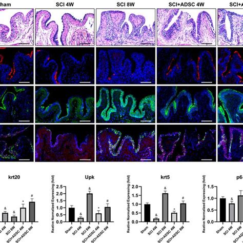 Histological And Immunofluorescence Analysis Of The Bladder Urothelium