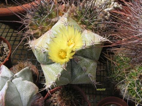 Astrophytum Myriostigma X Ornatum Foto Scheda